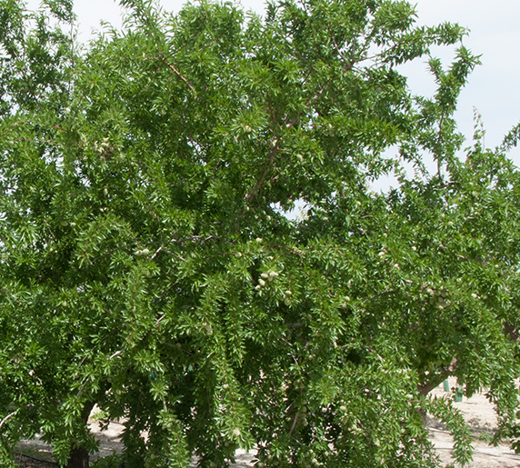 Precio Almendra