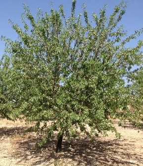 Precio Almendra Variedad BELONA Precio Almendra